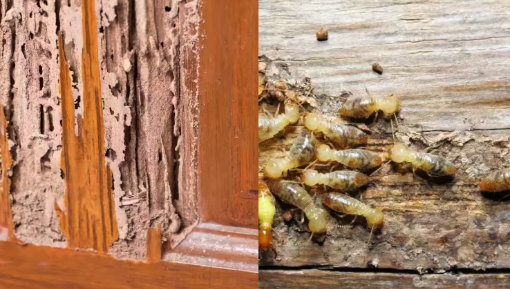 Rumah di Bandung Kena Rayap? Ini Langkah Cepat yang Bisa Kamu Lakukan